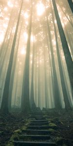 Échelle,Forêt,Brouillard,Nature,Escaliers