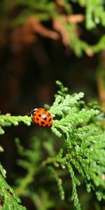 Mariquitas,Insectos