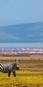 Animaux,Zèbres,Lac,Flamingo,Contexte,Afrique