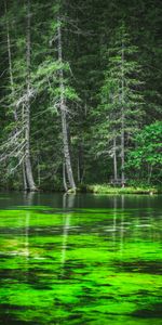 Nature,Pin,Forêt,Lac,Rive,Banque