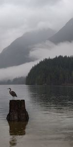 Brouillard,Grue,Animaux,Montagnes,Lac,Oiseau