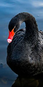 Lago,Nadar,Cisne,Animales,Pájaro,El Negro