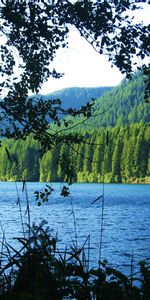 Lake,Branches,Nature,Mountains,Forest,Landscape