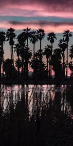 Lago,Oscuro,Oscuridad,Palms,Paisaje,Crepúsculo