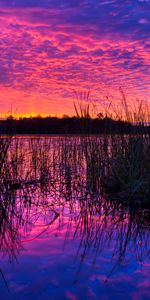 Nature,Canne,Roseau,Crépuscule,Lac,Mauve,Coucher De Soleil