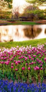 Lake,Flower Bed,Flowerbed,Nature,Tulips