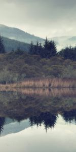 Forêt,Sapin,Épicéa,Pente,Nature,Brouillard,Lac