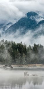 Naturaleza,Árboles,Lago,Cerro,Loma,Bosque,Niebla