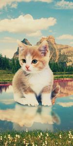 Naturaleza,Lago,Gatito,Arte,Photoshop