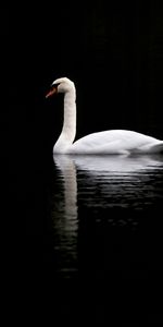 Réflexion,Cygne,Contraste,Animaux,Lac,Oiseau,Le Noir