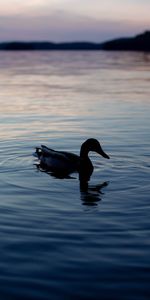 Silhouette,Soir,Canard,Lac,Sombre