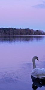 Nature,Cygne,Lac,Animaux,Eau,Nuit