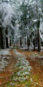 Land,Hoarfrost,Ate,Branches,Frost,Road,Winter,Earth,Branch,Nature