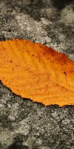 Land,Sheet,Leaf,Nature,Background,Grey,Autumn,Earth