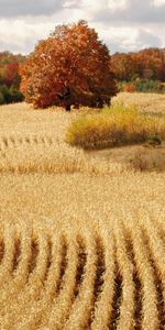 Les Champs,Paysage,Automne