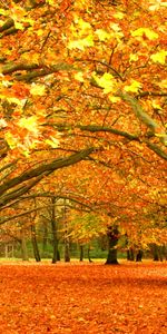 Árboles,Otoño,Hojas,Paisaje