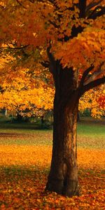 Árboles,Otoño,Paisaje