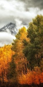 Paisaje,Árboles,Montañas,Otoño