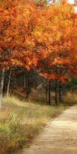 Arbres,Routes,Paysage,Automne