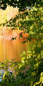 Plantas,Lagos,Paisaje,Fondo