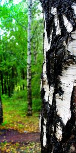 Arbres,Bouleaux,Paysage