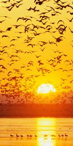 Landscape,Birds,Sunset