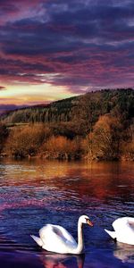 Landscape,Birds,Trees,Swans,Lakes