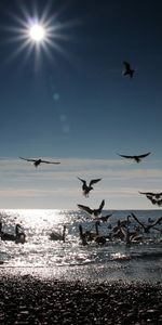 Landscape,Birds,Water,Sea,Sun,Beach