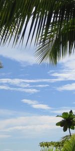 Paisaje,Cielo,Nubes,Palms