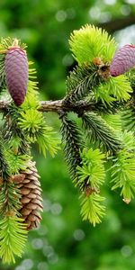 Paysage,Cônes,Sapins,Nature