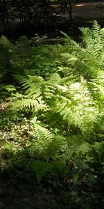 Landscape,Ferns