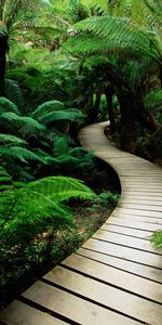 Landscape,Ferns,Palms