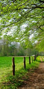 Árboles,Camino,Naturaleza,Campo,Paisaje