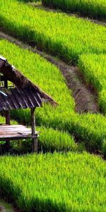 Landscape,Fields