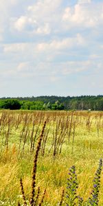 Landscape,Fields