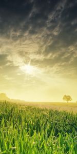 Landscape,Fields