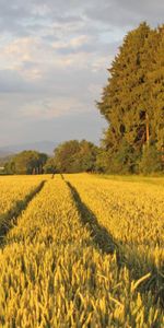 Paisaje,Los Campos