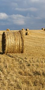 Landscape,Fields