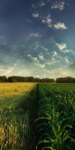 Landscape,Fields