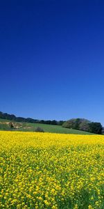 Landscape,Fields