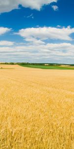 Landscape,Fields