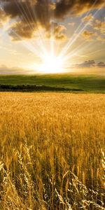 Landscape,Fields