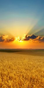 Landscape,Fields