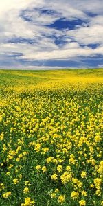 Landscape,Fields