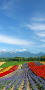 Landscape,Fields