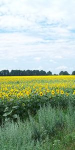 Les Champs,Paysage