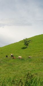 Коровы,Пейзаж,Поля