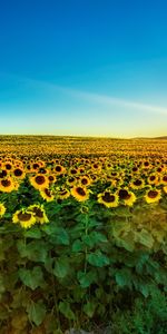 Landscape,Fields,Sunflowers