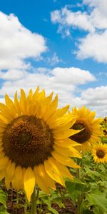 Landscape,Fields,Sunflowers