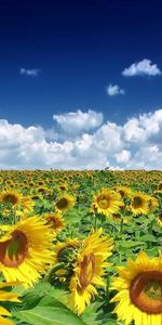 Landscape,Fields,Sunflowers